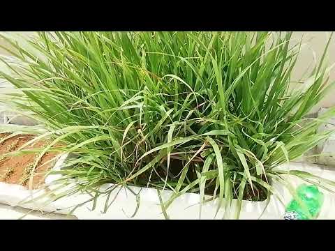 Janisha princess jaanu👌👌👌😍😍😍