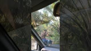 Download lagu lawat kebun pakai iswara😬 takut tercucuk duri sawit mp3 Download lagu lawat kebun pakai iswara😬 takut tercucuk duri sawit mp3