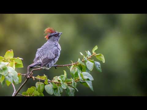 🦜 COTINGA CRESTIRROJA y las AVES de MONTAÑA | Fotografía desde el Hide Arcaaves en Cajicá