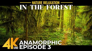 4K Forest Vibe on a Sunny Summer Day | Real Nature Sounds – In the Forest: Episode 3 / Anamorphic