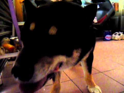 巧克力潔牙活動開囉嘍！(原發表者:巧克力家)(影片)