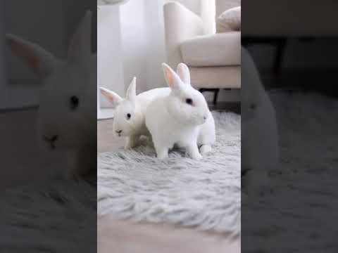 Rabbit DeNiro and Samuel Hopson, an adoptable Bunny Rabbit in Los Angeles, CA_image-1