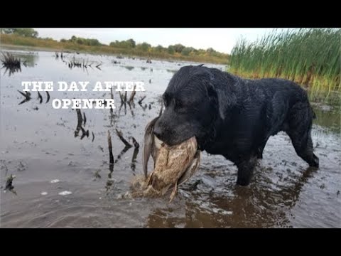 Lendemain d'Ouverture Chasse aux Canards - MN USA Sept 2020 - Post Opener Duck Hunt