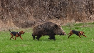 GIANT MONSTER Wild Boar Hunts, GIGANTIC HOG Shots, Brave Hunting Dogs! #hunting #hog