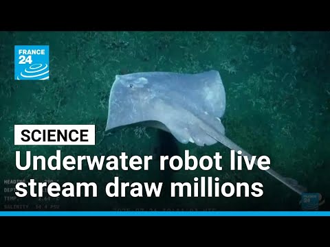 Mar del Plata Canyon: underwater robot live stream draws over a million viewers per day