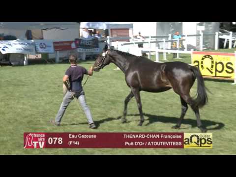 Show AQPS Le Lion 2016 : Lot 78 - Eau Gazeuse