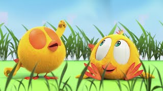 Wake Up, Chicky! | Where's Chicky? | Cartoon Collection in English for Kids | New episodes
