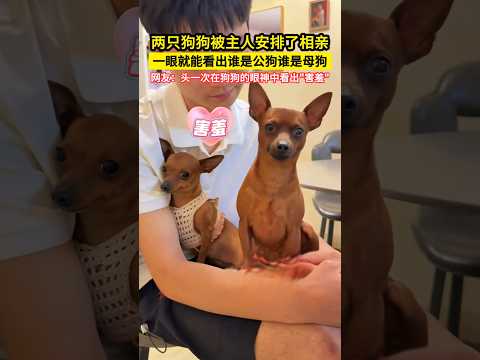 兩隻狗狗被主人安排了相親，一眼就能看出誰是公狗誰是母狗，網友：頭一次在狗狗的眼神中看出\害羞\！#shorts