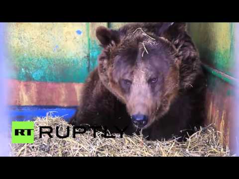 Russia: Brown bear gives birth to 5 cubs in Christmas sensation