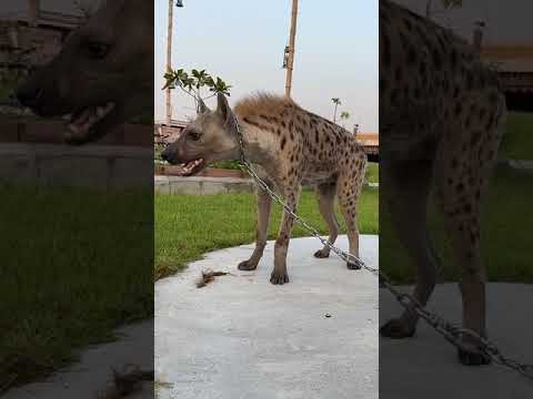 صوت الخافت لضبع