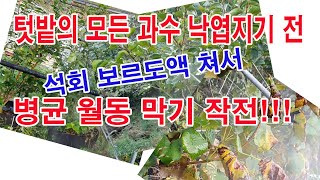 텃밭의 모든 과수 낙엽지기 전, 석회보르도액 쳐서 병균 월동 막기 작전!!(과수 가을방제, 월동전 방제, 가…