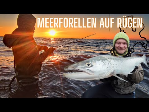 Riesen Meerforellen auf Rügen - Winterangeln extrem!