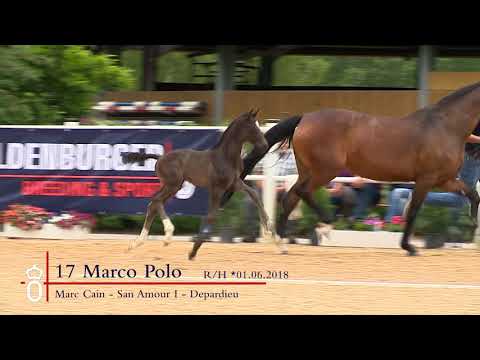 Marco Polo v. Marc Cain  17. Elite Fohlen 2018