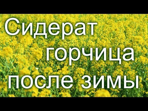 #Сидерат горчица после зимы. Отзыв о сидератах.