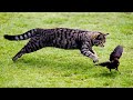 Cats Catching Birds Video Compilation Pets Theater