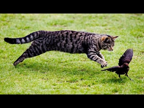 Cats Catching Birds Video Compilation | Pets Theater
