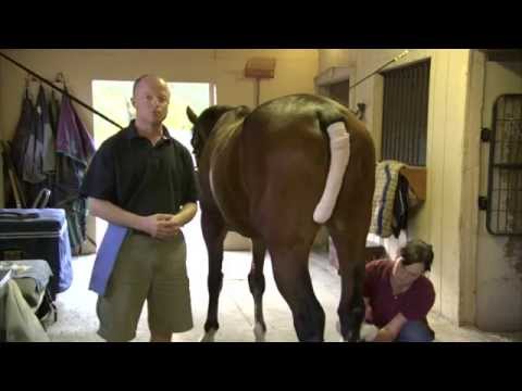 Equine joint injections