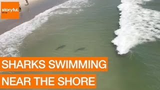 Multiple Sharks Swim Close to Myrtle Beach Shore (Storyful, Crazy)