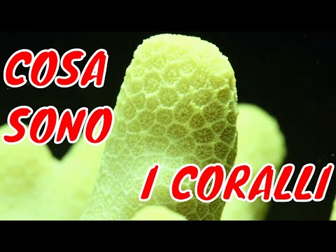 Coralli video