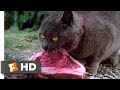 Pet Sematary 1989 Killing Church Scene 8 10 Movieclips