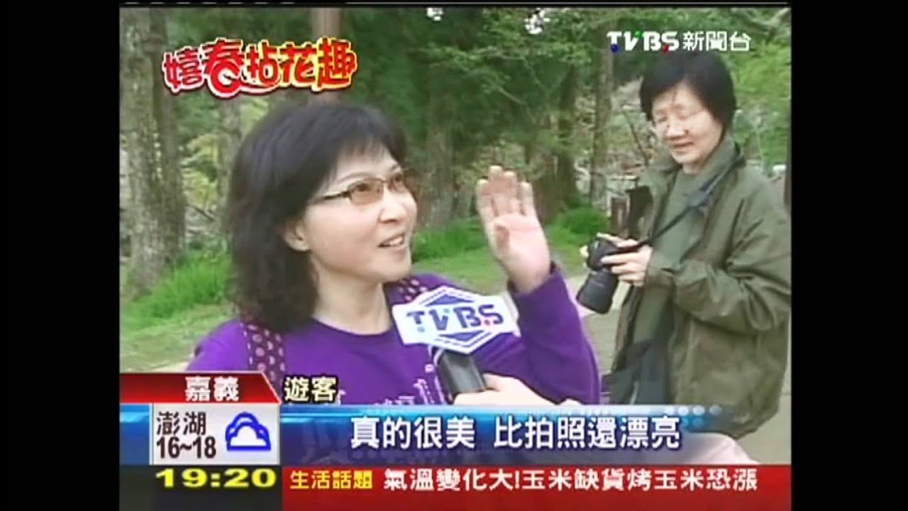 櫻王綻放 阿里山花季15日熱鬧登場