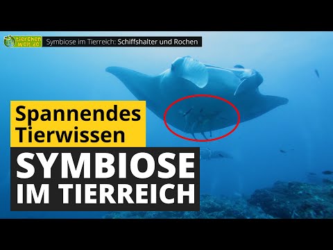 Symbiose im Tierreich: Wieso leben unterschiedliche Tierarten zusammen? - Tier-Doku für Kinder