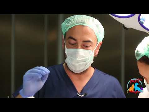 Patinin Hikayesi 61. Bölüm 1. Kısım