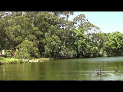 Chant des Oiseaux - 2 Heures -  Se Détendre Et Dormir