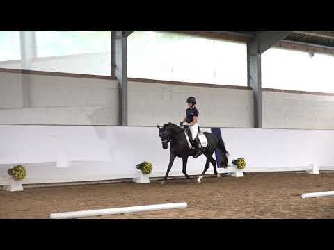 3j. Rappschimmelwallach v. Dance Star AT NRW – Gerlof