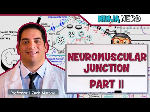 Musculoskeletal System | Neuromuscular Junction | Excitation Contraction Coupling: Part 2