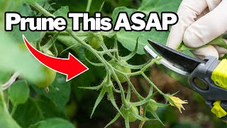 This 1 Cut Can Save—or Sabotage—Your Tomatoes