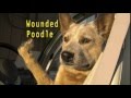 Olive Bridge Entertainment Wounded Poodle 20th Century Fox Television 2007