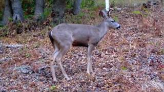 Santa Cruz UCSC Deer Herd (Rachel Grimes - Mossgrove)