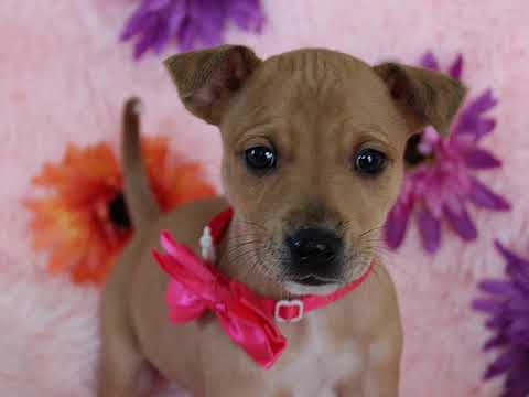 Lilac, an adopted Labrador Retriever & Jack Russell Terrier Mix in Baltimore, MD_image-1