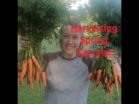 , title : 'Harvest Spring Carrots and Planting Raised Beds with Summer Veggies'