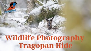 Tragopan Monal V2 with Camo Snow Net | Wildlife Photography