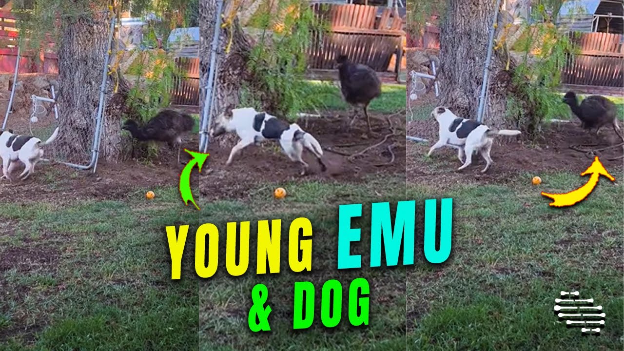 Young Emu Playing with a Dog
