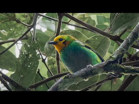 23° Fiestas del Retorno La familia y la Solidaridad  2026 Granada Antioquia 