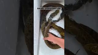 HUGE FRESHWATER TIGER MORAY EEL #aquarium