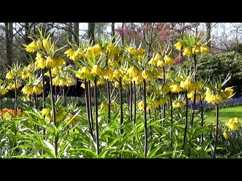 Fritillaria imperialis 'Lutea' (yellow "crown imperial") - FarmerGracy.co.uk