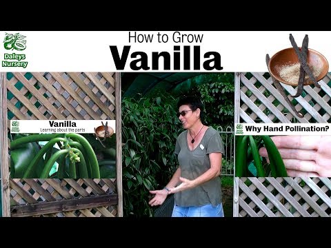 How to Grow Vanilla Vines in 3 Years
