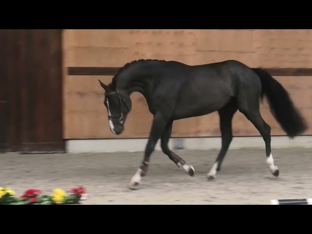 Gaits