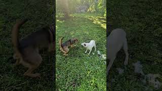 Video preview image #1 Mutt Puppy For Sale in Brooklyn Center, MN, USA