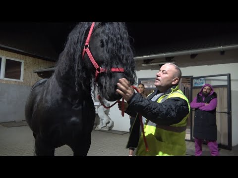 Armasarii domnului Mihai Joarza de la Sibiu - 2022 Nou!!!