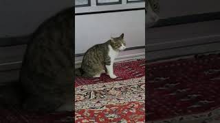 Download lagu Panggilan kawin kucing betina mp3