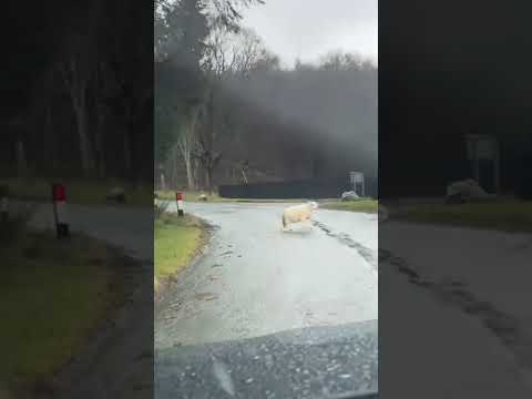 , title : 'only in Wales … sheep crossing'