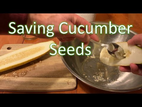 Basic CUCUMBER SEED SAVING techniques