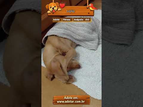 Vídeo de Lupita