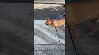 Video preview image #1 Mutt Puppy For Sale in Miami, FL, USA