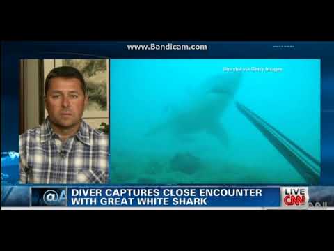 Squalo Vs Uomo -  Shark Vs Man  - PescaSub - Spearfishing -